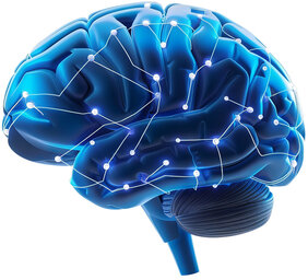 Illuminated human brain